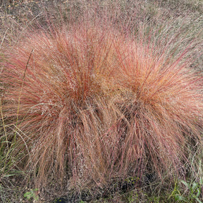 Sporobolus heterolepis - Prärie-Tropfengras - Gräser