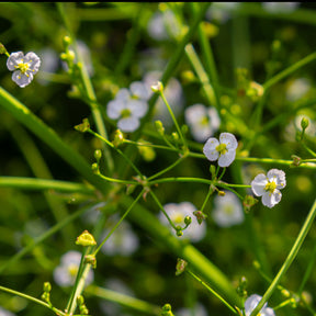 Gewöhnlicher Froschlöffel - Alisma plantago-aquatica - Willemse