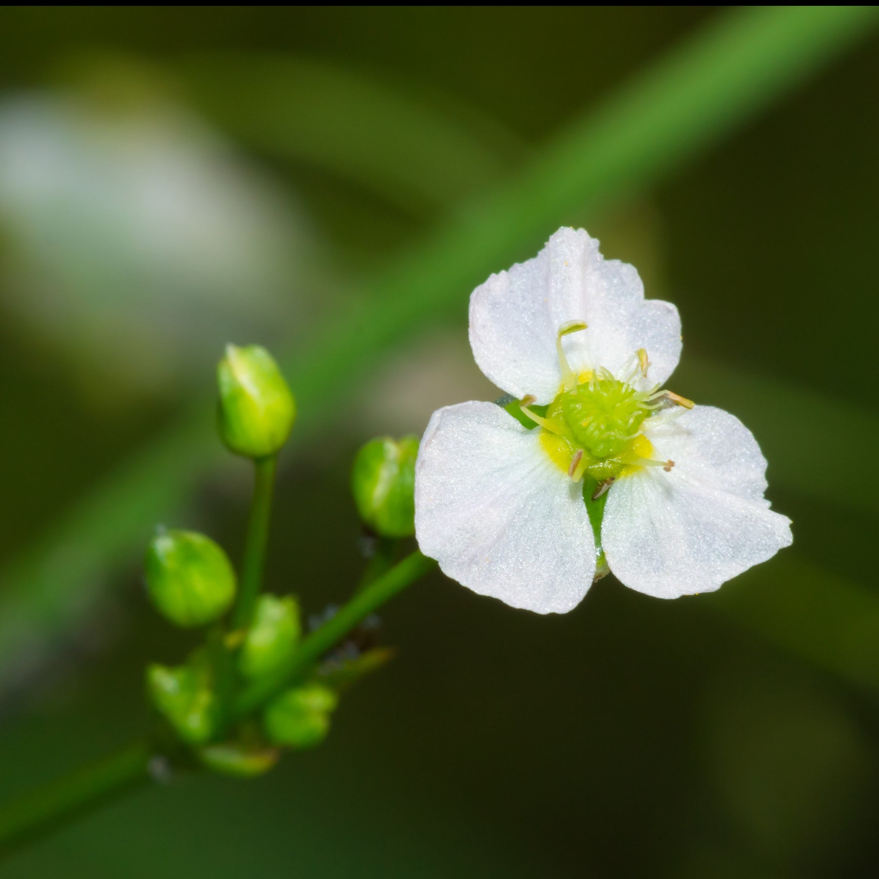 Gewöhnlicher Froschlöffel - Alisma plantago-aquatica