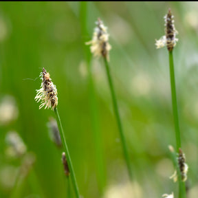 Gewöhnliche Sumpfbinse - Eleocharis palustris - Willemse