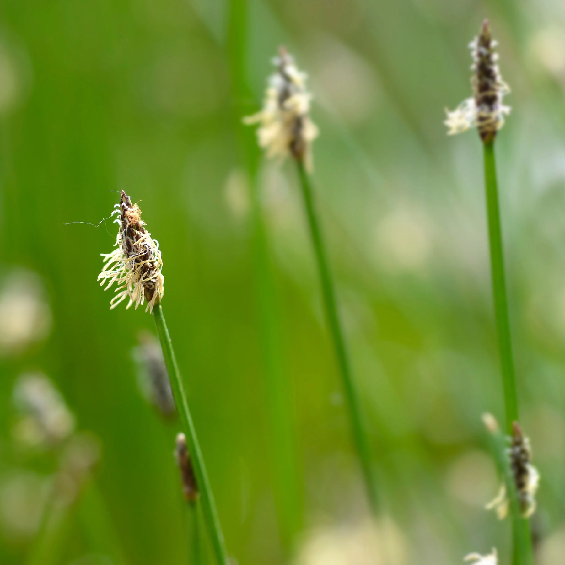 Gewöhnliche Sumpfbinse - Eleocharis palustris - Willemse