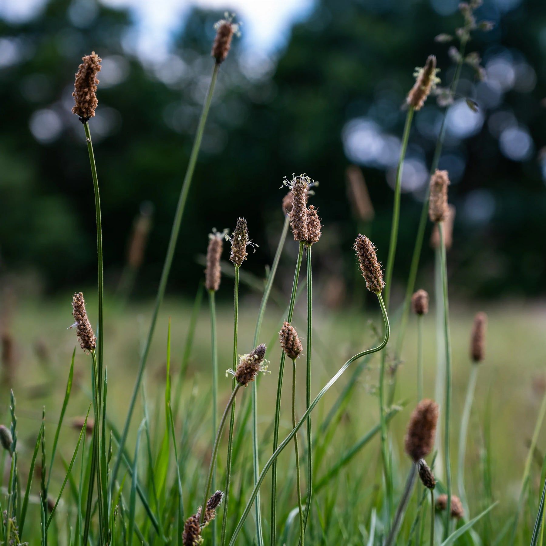 Eleocharis palustris - Gewöhnliche Sumpfbinse - Uferpflanzen
