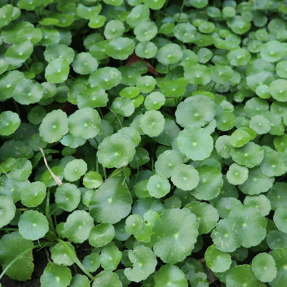 Wassernabel - Willemse