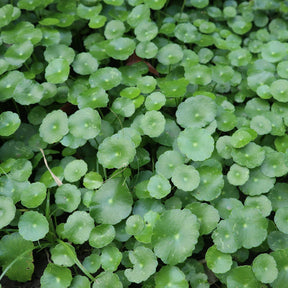 Wassernabel - Hydrocotyle vulgaris - Willemse