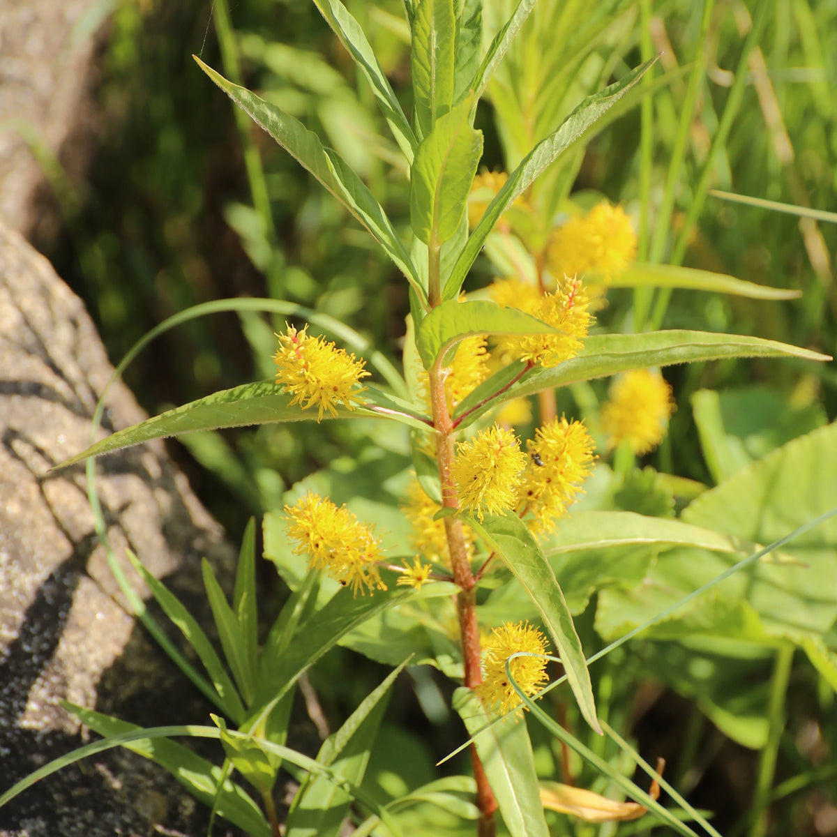 Ähriger Gilbweiderich - Willemse