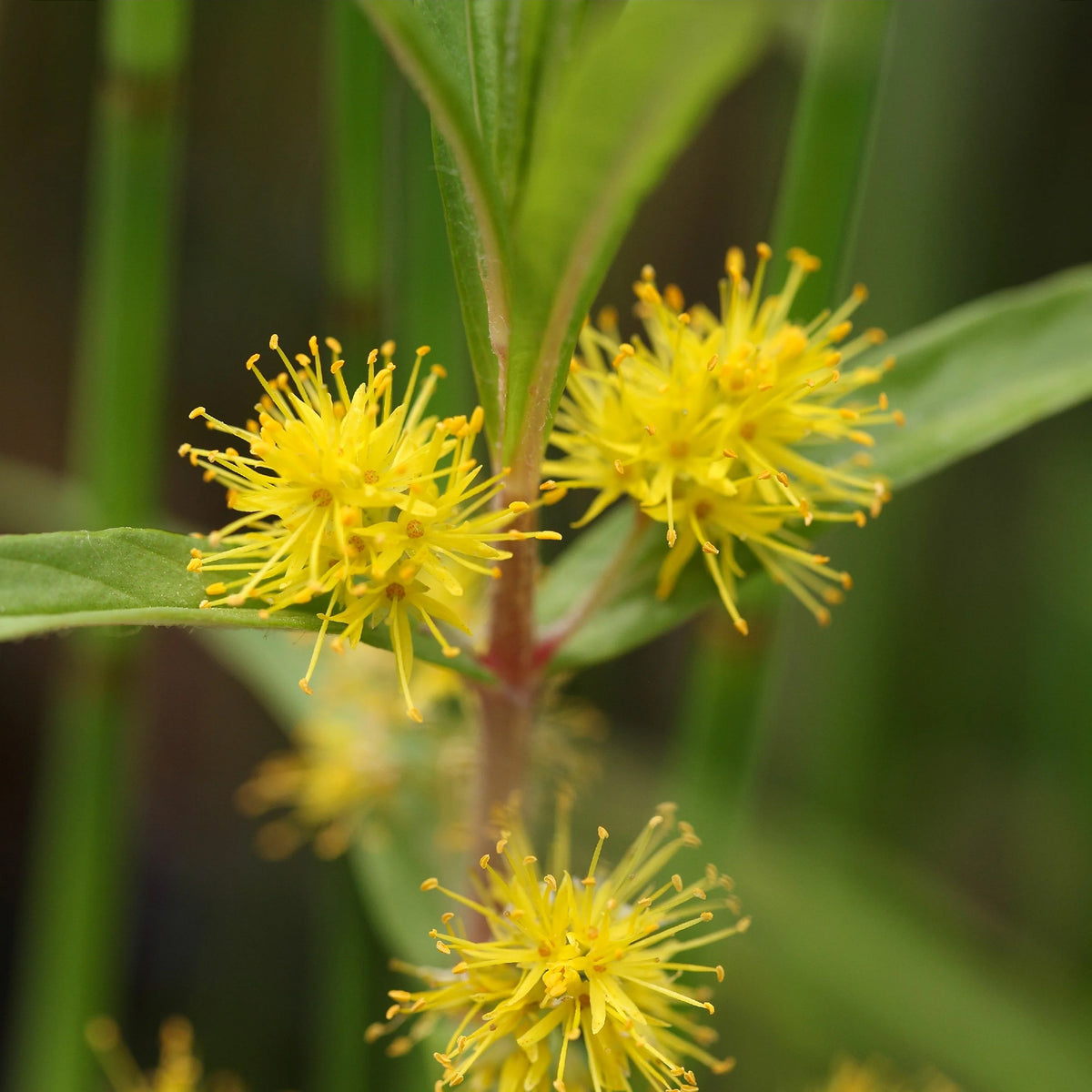 Ähriger Gilbweiderich - Lysimachia thyrsiflora - Willemse