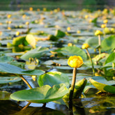 Gelbe Teichrose - Nuphar lutea - Willemse