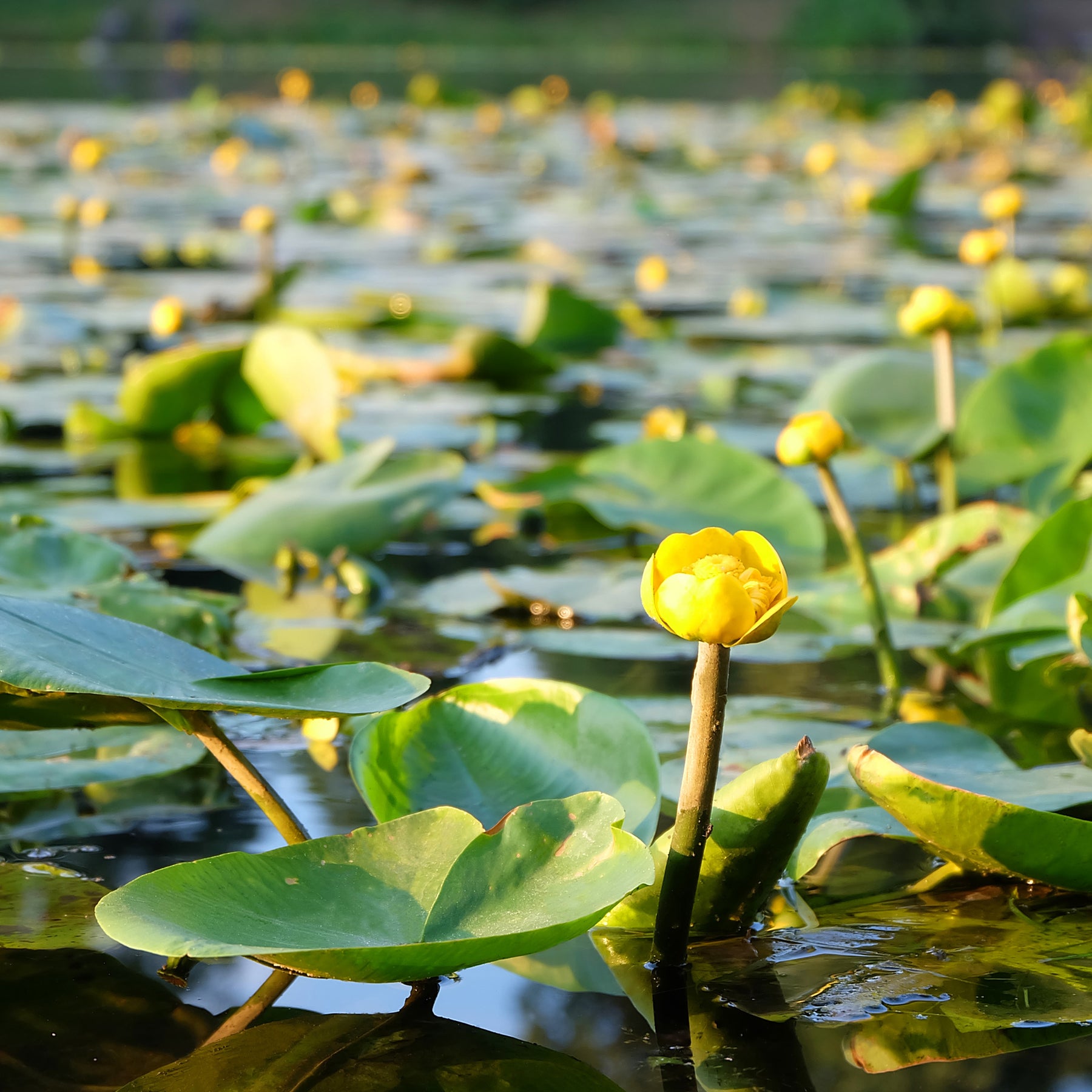 Gelbe Teichrose - Nuphar lutea - Willemse