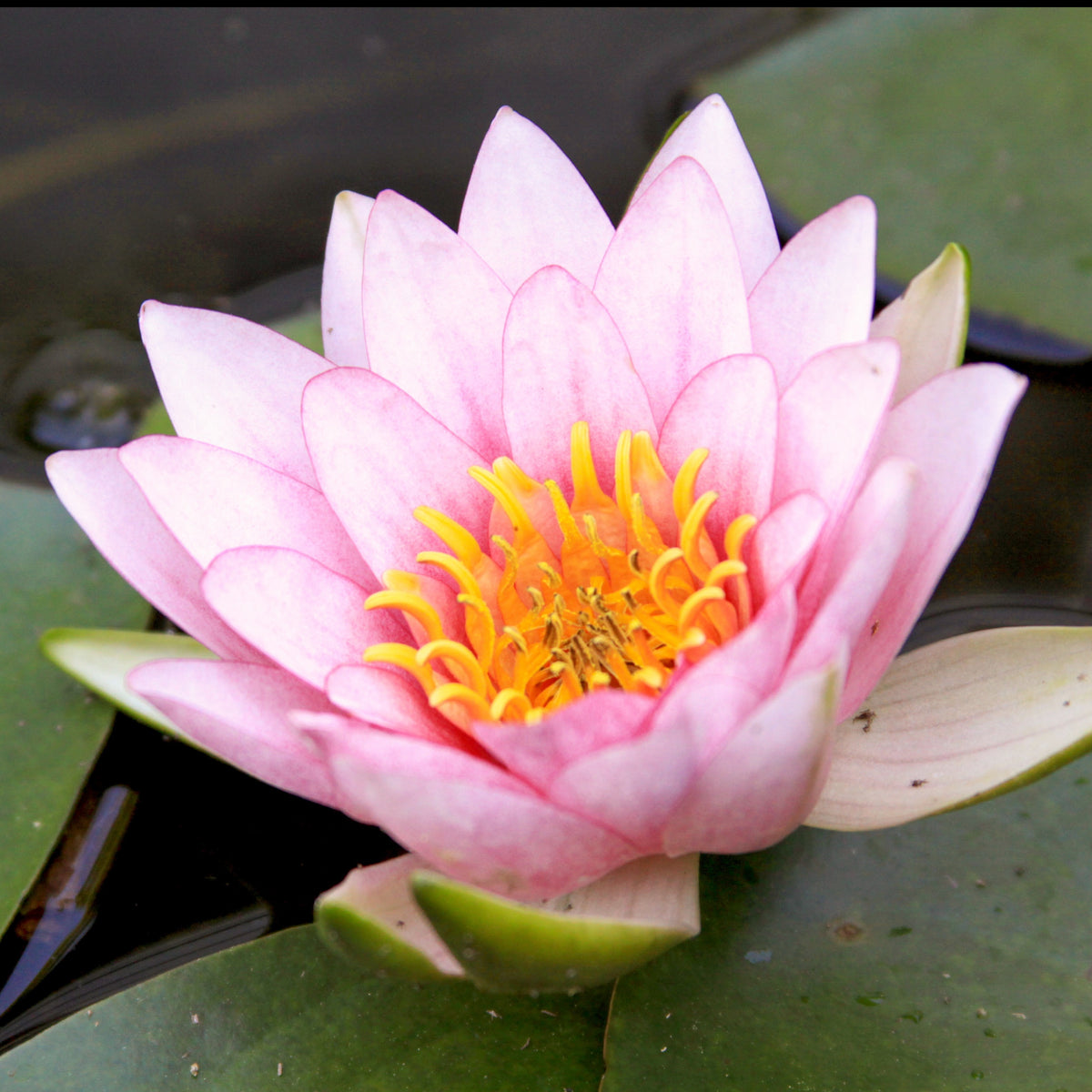 Seerose Fabiola - Willemse