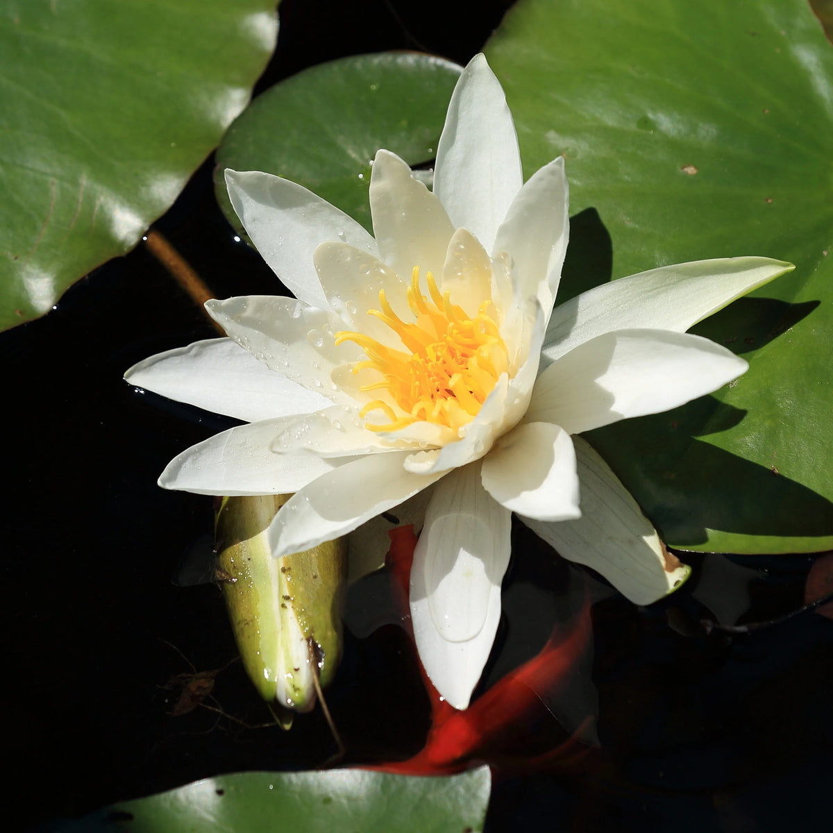 Nymphaea gladstoniana - Seerose Gladstoniana - Seerosen