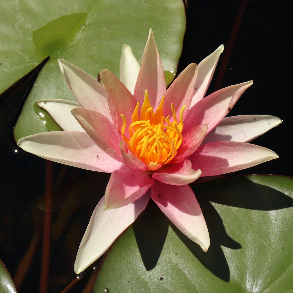 Seerose Sioux - Willemse