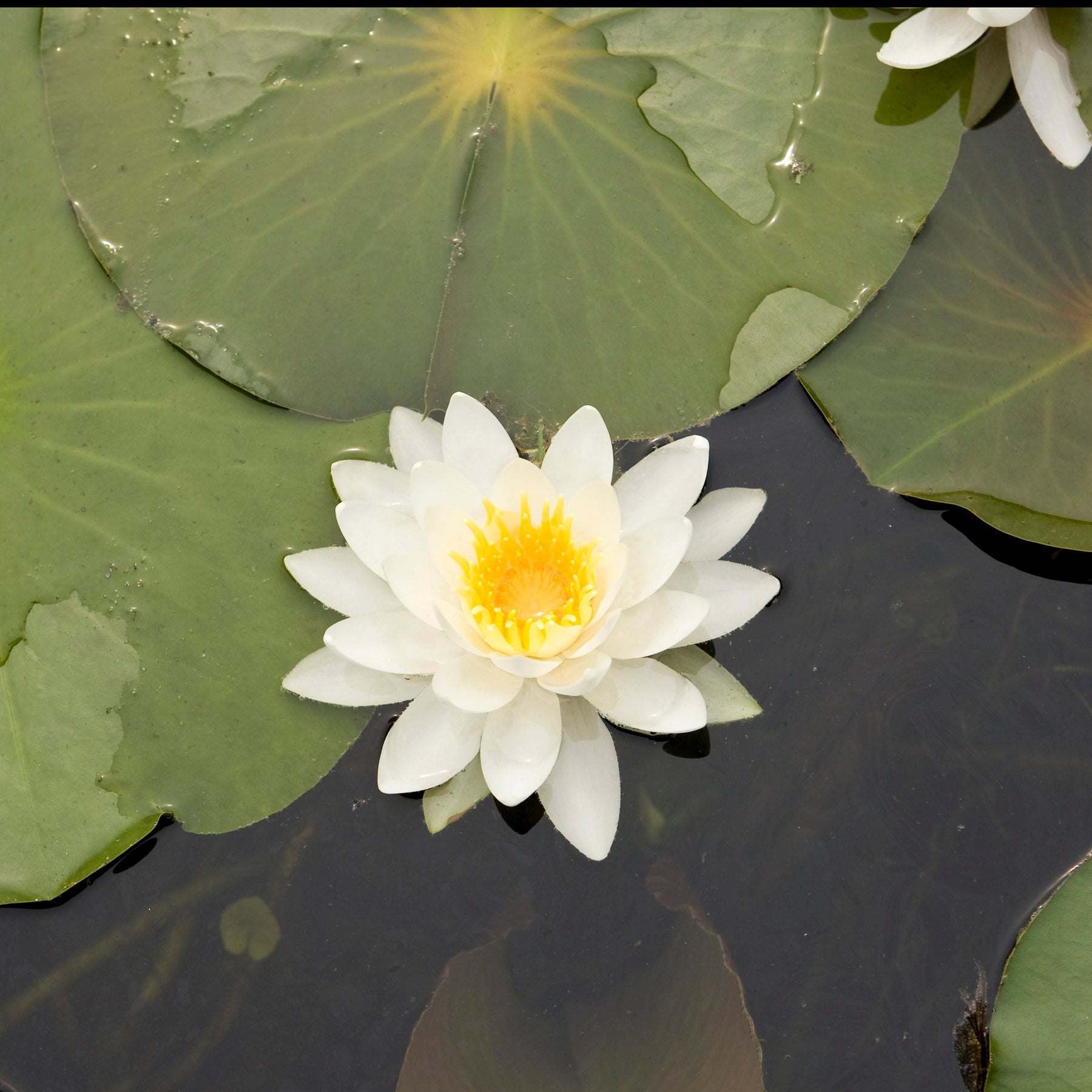 Seerose Tetragona - Willemse
