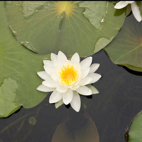 Seerose Tetragona - Willemse