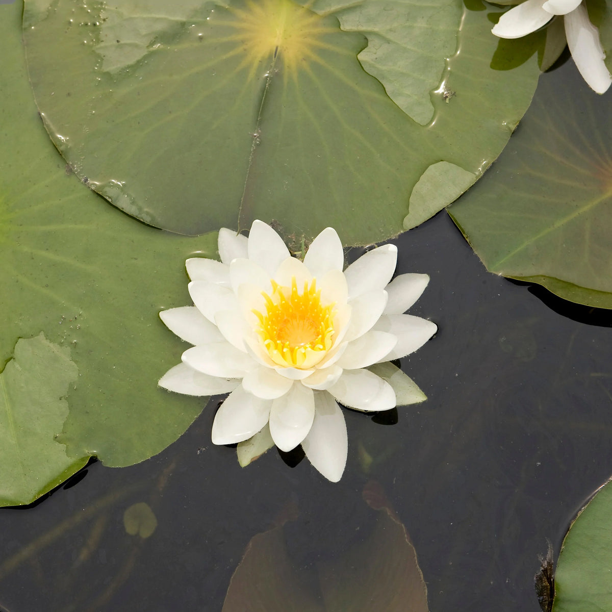 Seerose Tetragona - Willemse