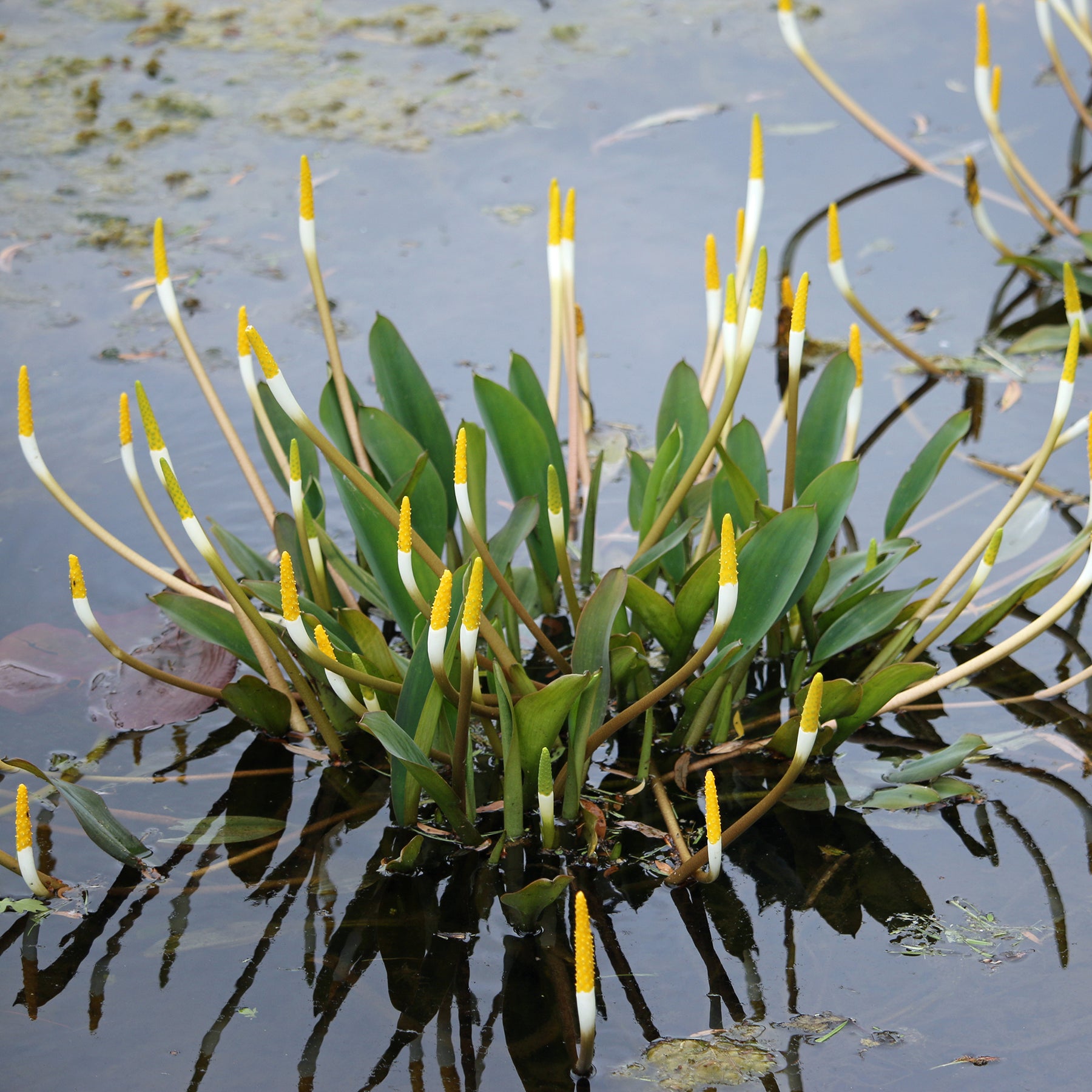 Goldkolben (Orontium aquaticum) - Willemse