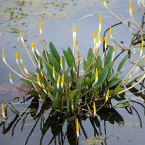 Goldkolben (Orontium aquaticum) - Willemse