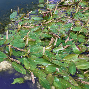 Schwimmendes Laichkraut - Willemse