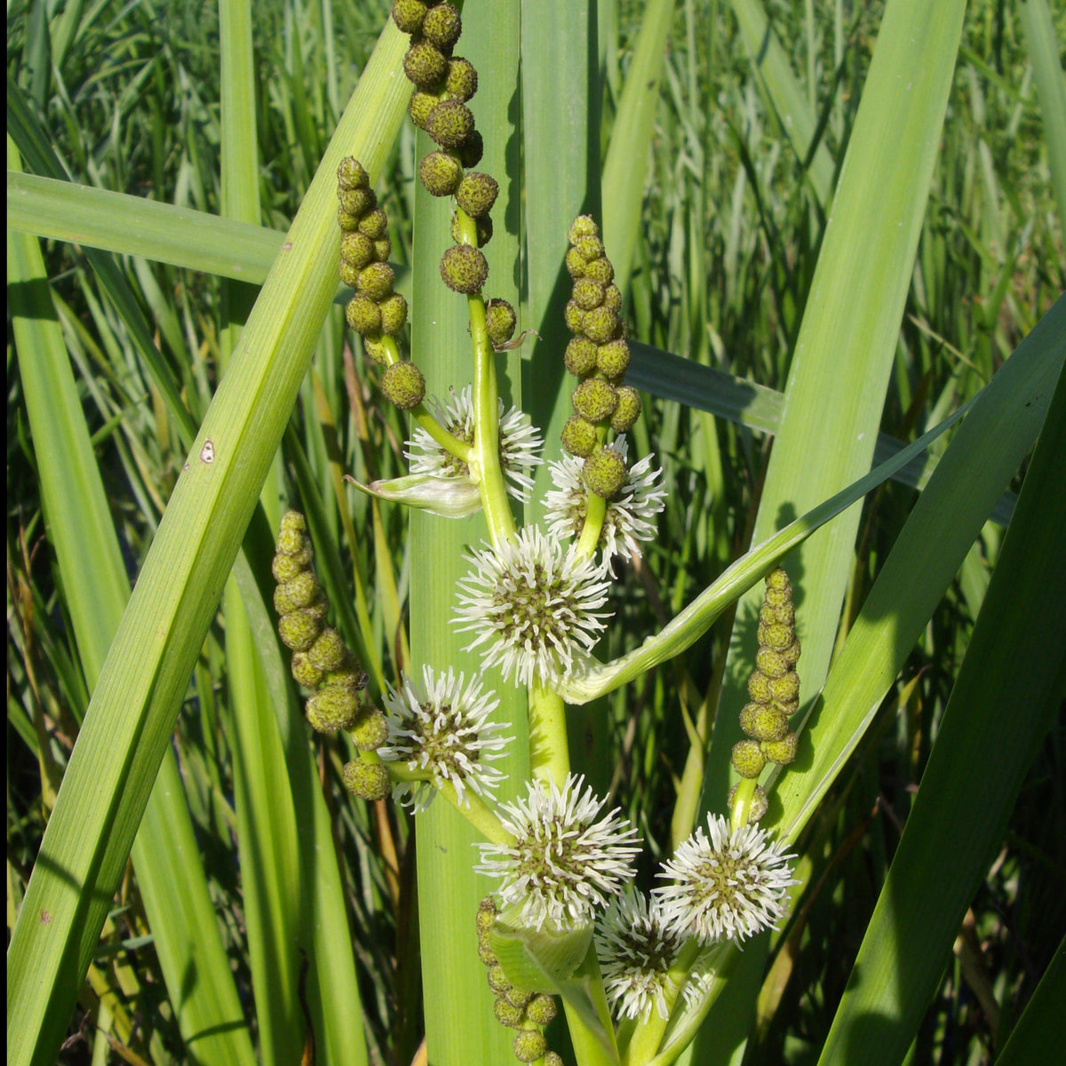 Wasserbändchen Aufgerichtetes Sparganier Aufgerichtetes Ribbonier - Sparganium erectum - Willemse