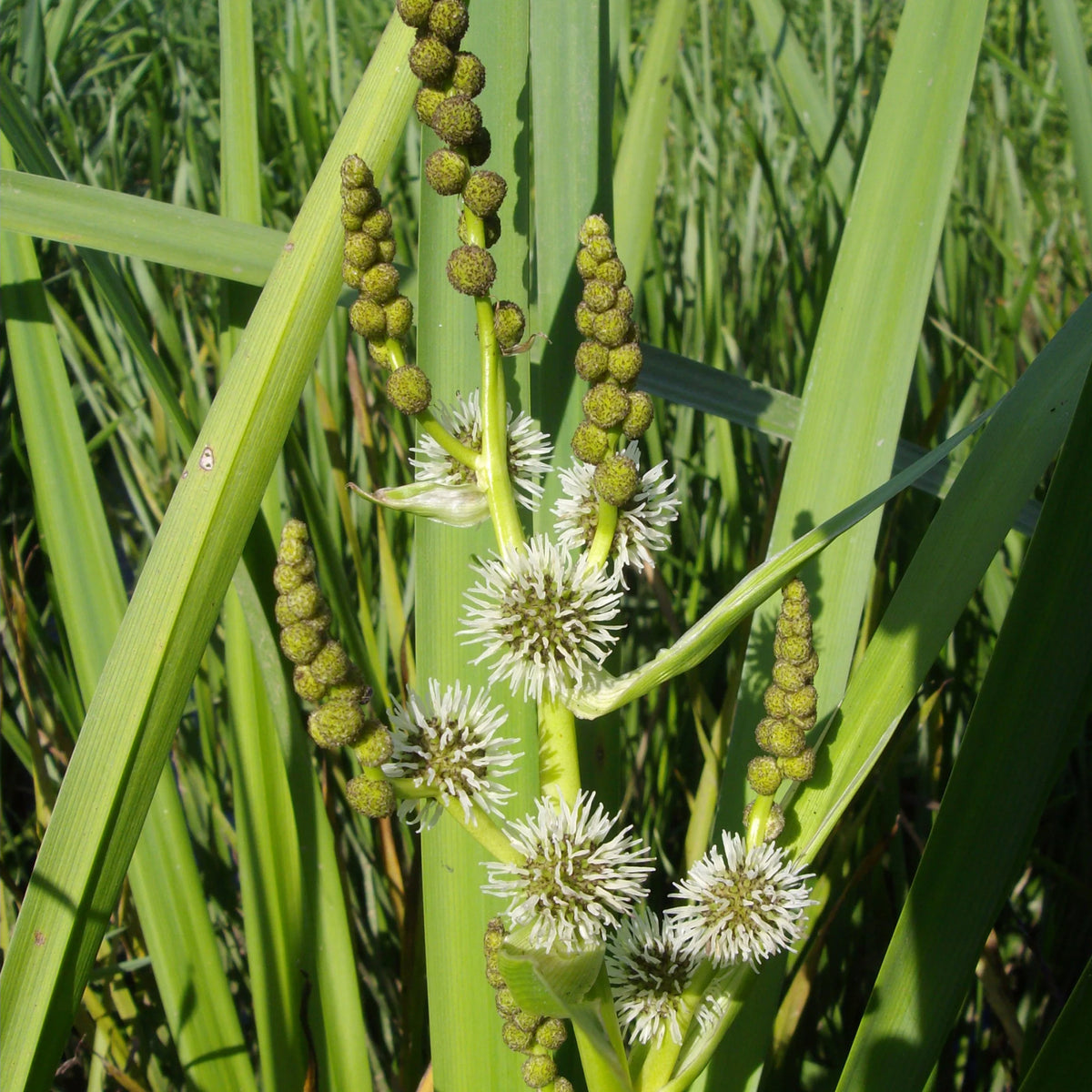 Igelkolben - Sparganium erectum - Willemse