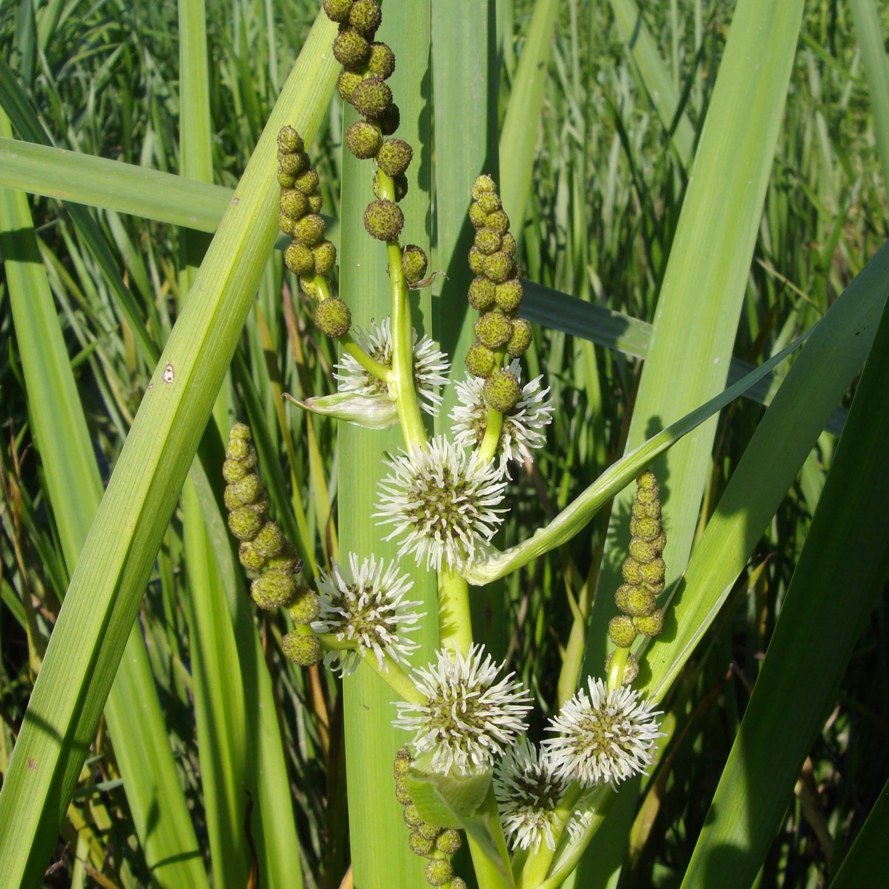 Igelkolben - Sparganium erectum - Willemse