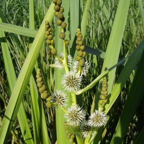 Igelkolben - Sparganium erectum - Willemse