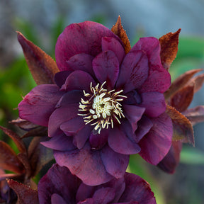 Helleborus orientalis Double Ellen Purple - gefüllte violette Helleborus Ellen (x2) - Christrose - Helleborus