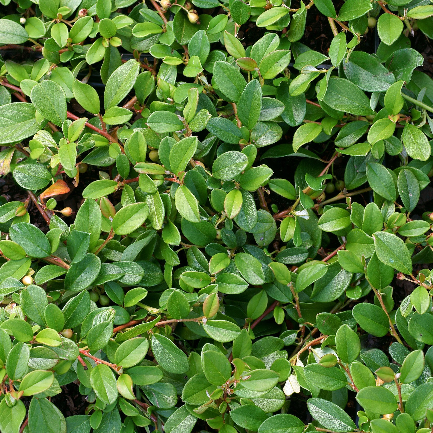 Verkauf Teppich-Zwergmispel 'Major'