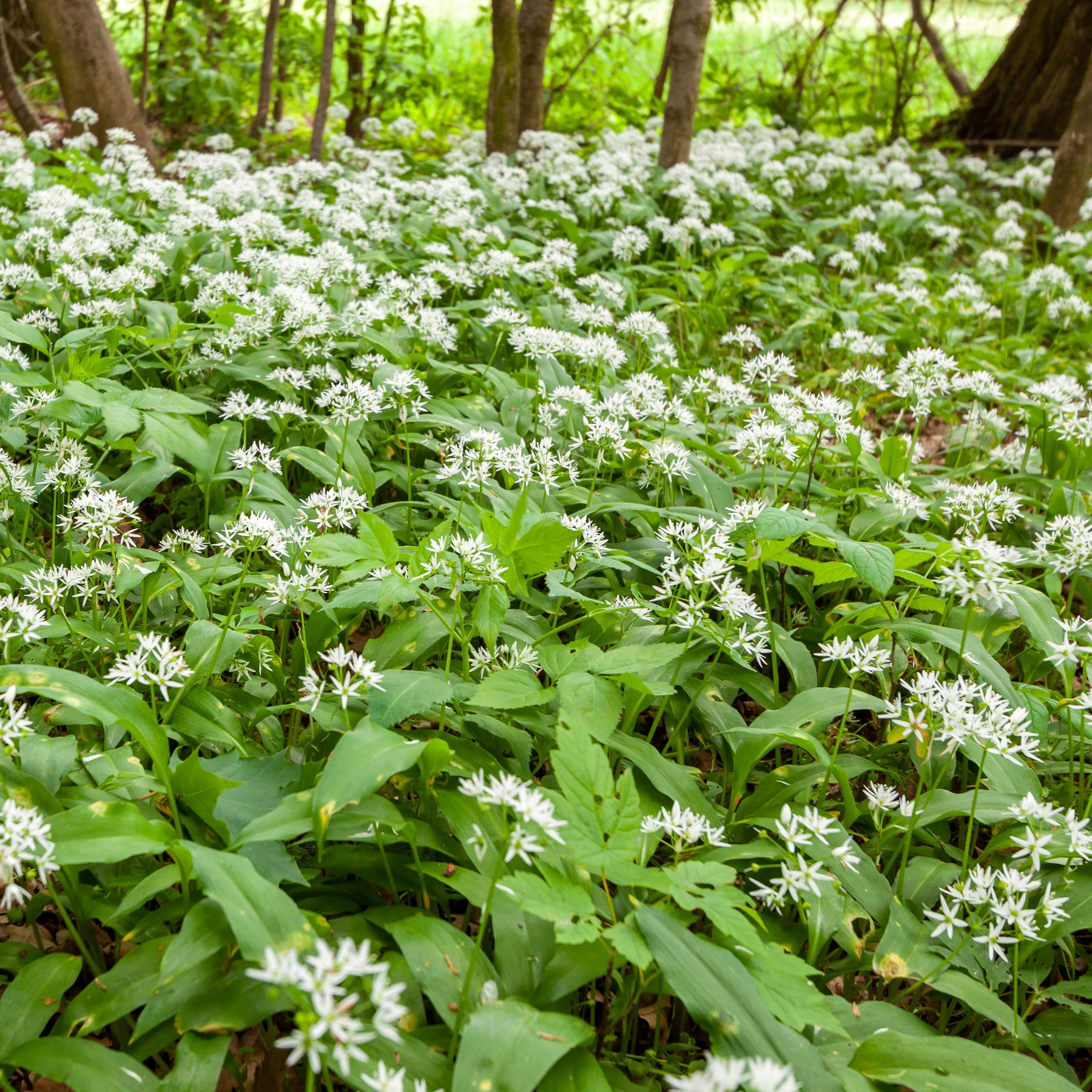 Saatgut Bärlauch - Allium ursinum - Willemse
