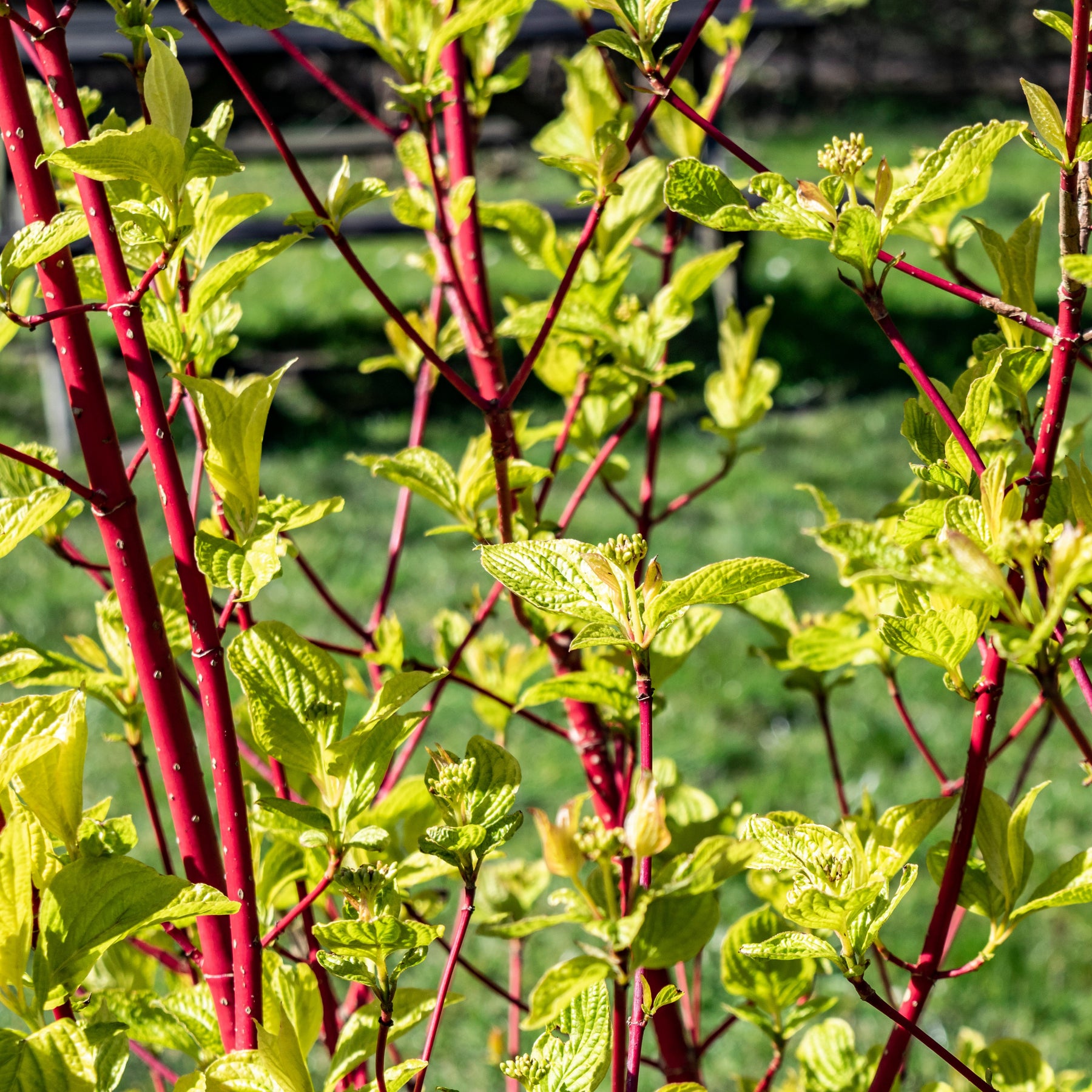 Rotholziger Hartriegel Sibirica - Cornus alba Sibirica - Willemse