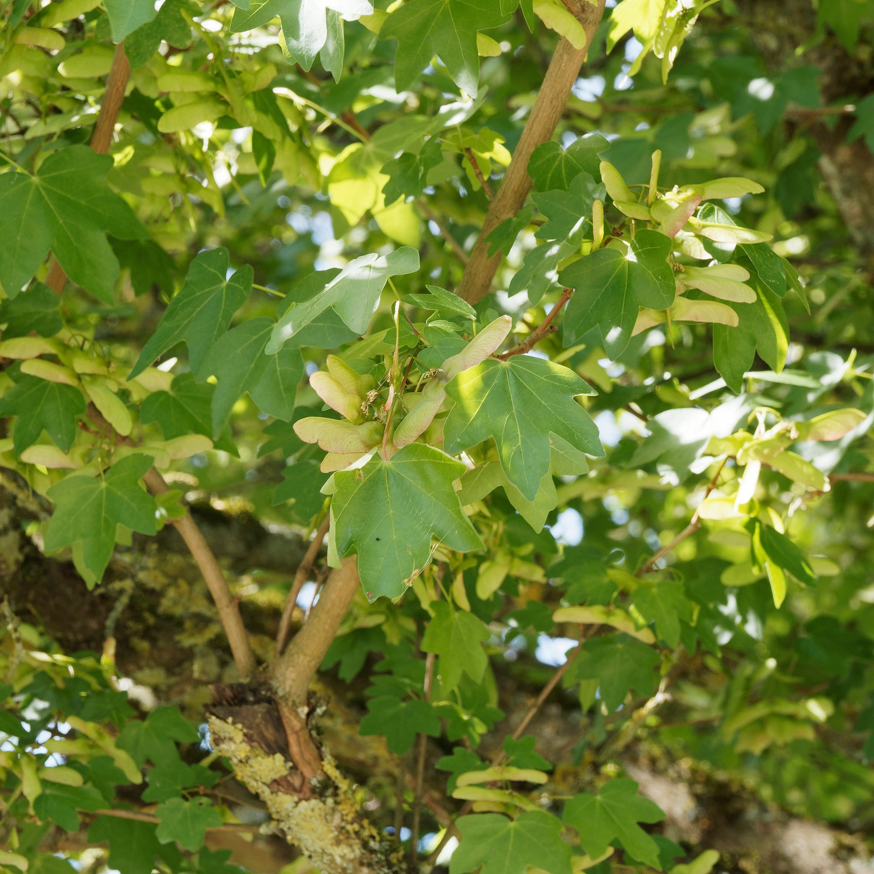 Feldahorn - Willemse