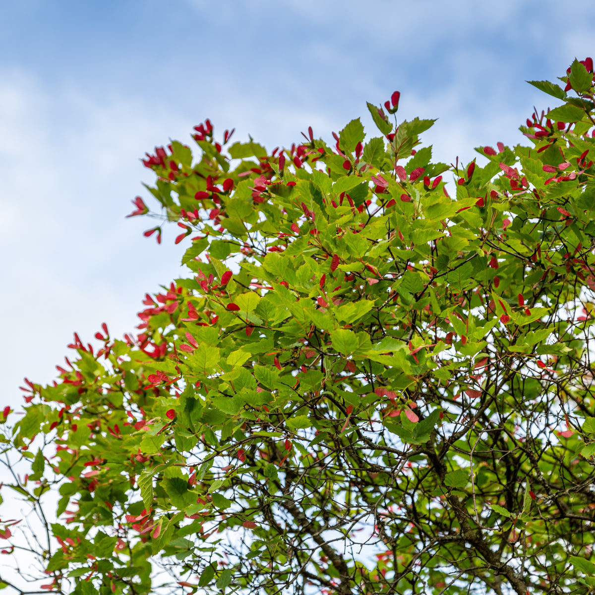 Ahorn - Feuerahorn - Acer ginnala