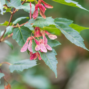 Verkauf Feuerahorn - Acer ginnala