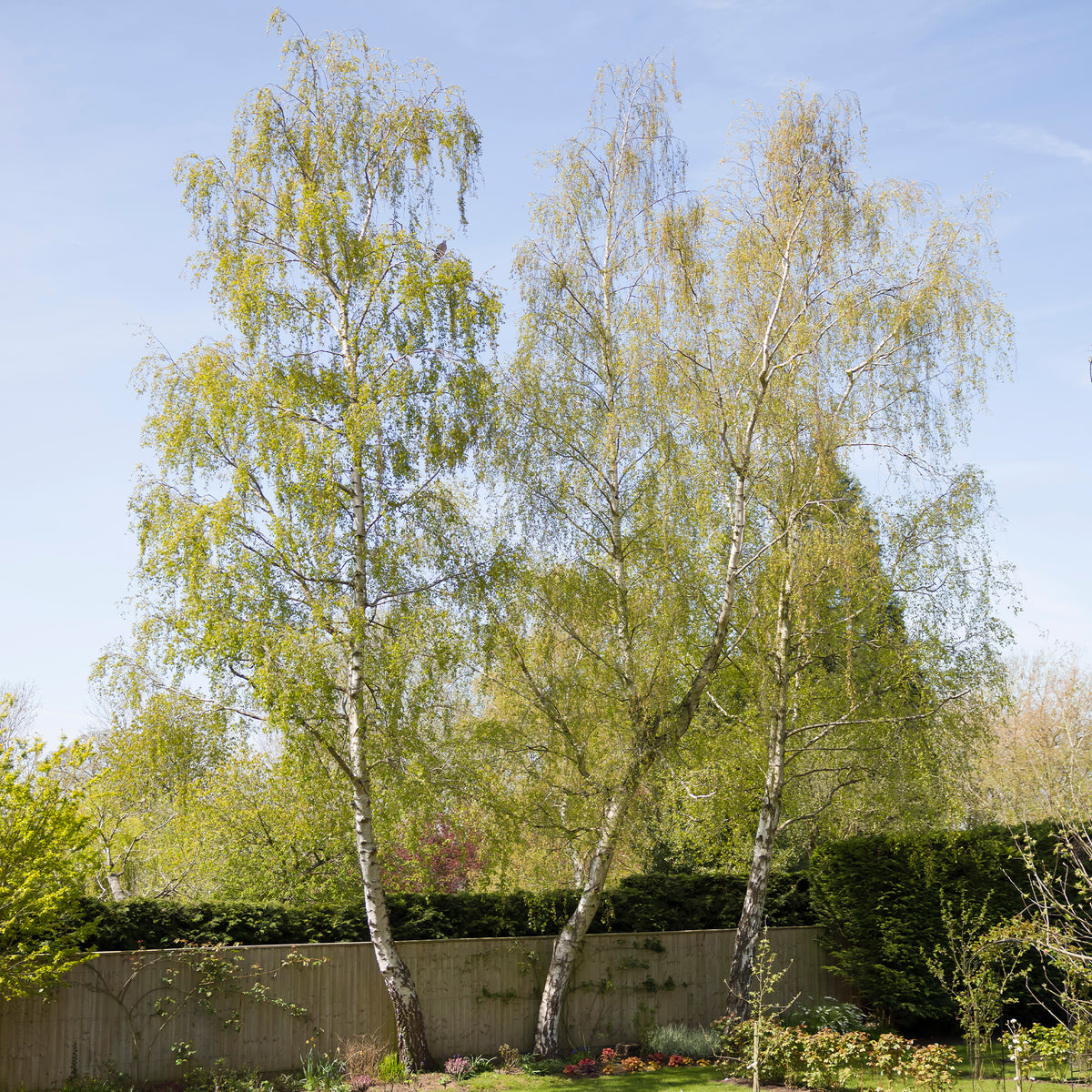 Hänge-Birke - Betula pendula - Willemse