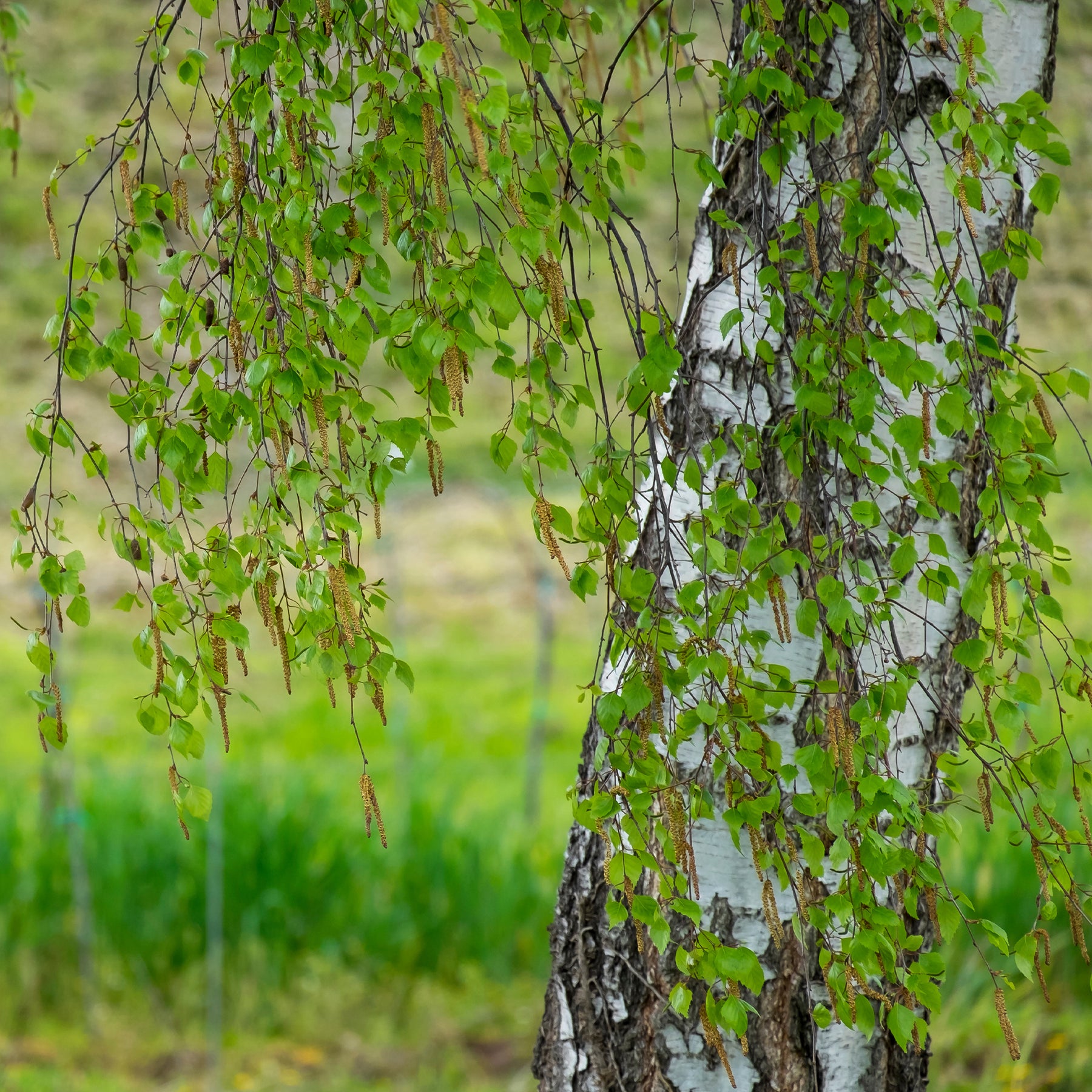Betula pendula - Hänge-Birke - Birke