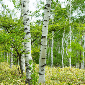 Verkauf Hänge-Birke - Betula pendula