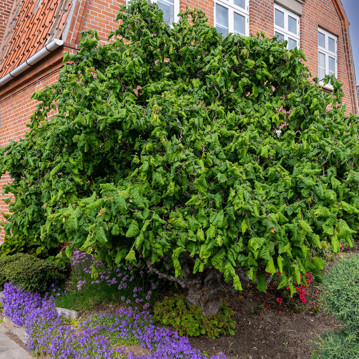 Korkenzieherhasel 'Contorta' - Corylus avellana 'contorta' - Willemse