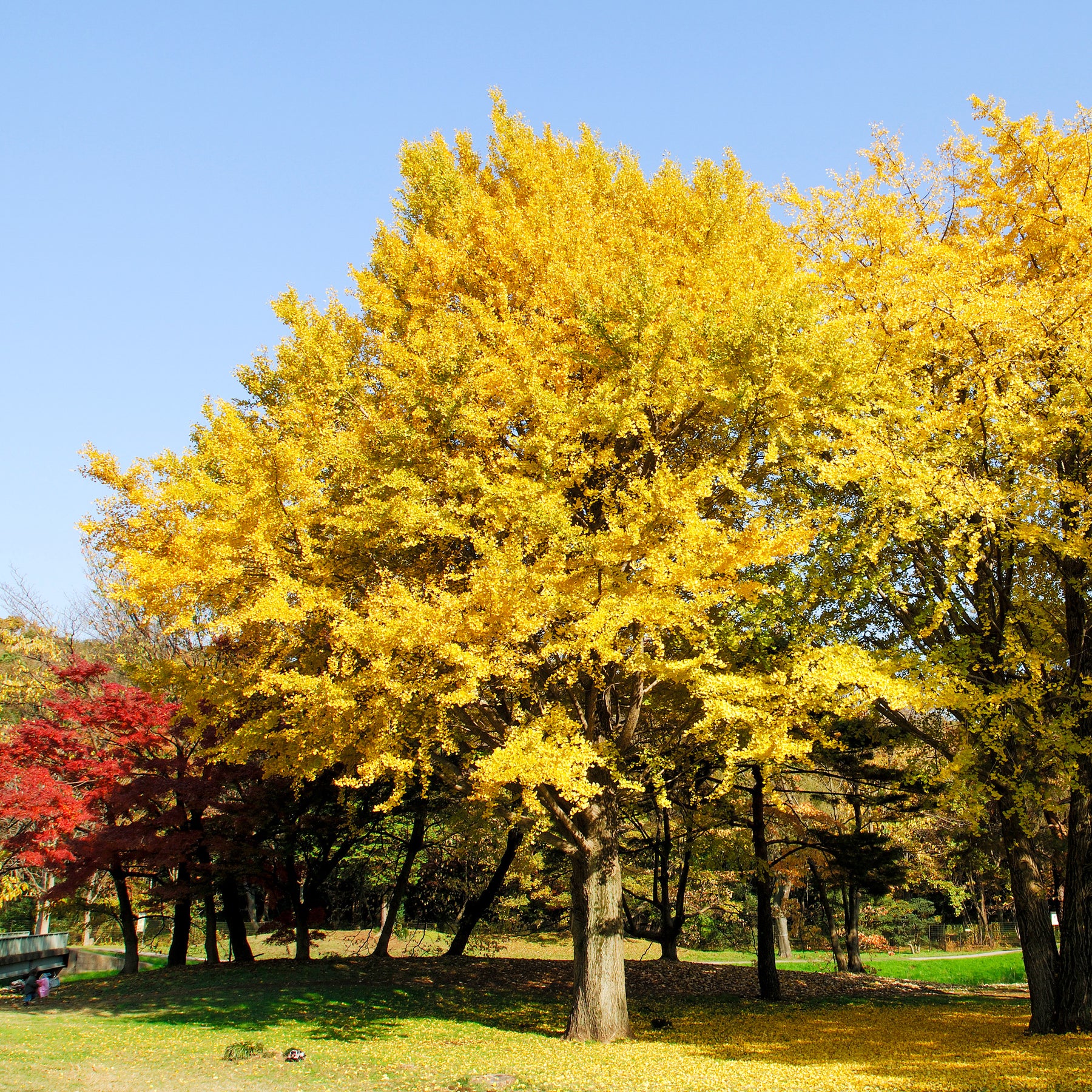 Blühende Sträucher - Japanischer Nussbaum - Ginkgo - Ginkgo biloba