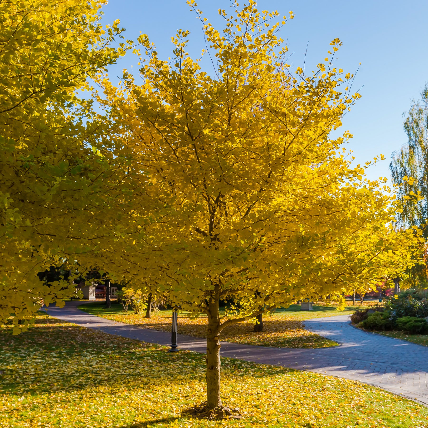 Ginkgo biloba - Japanischer Nussbaum - Ginkgo - Blühende Sträucher