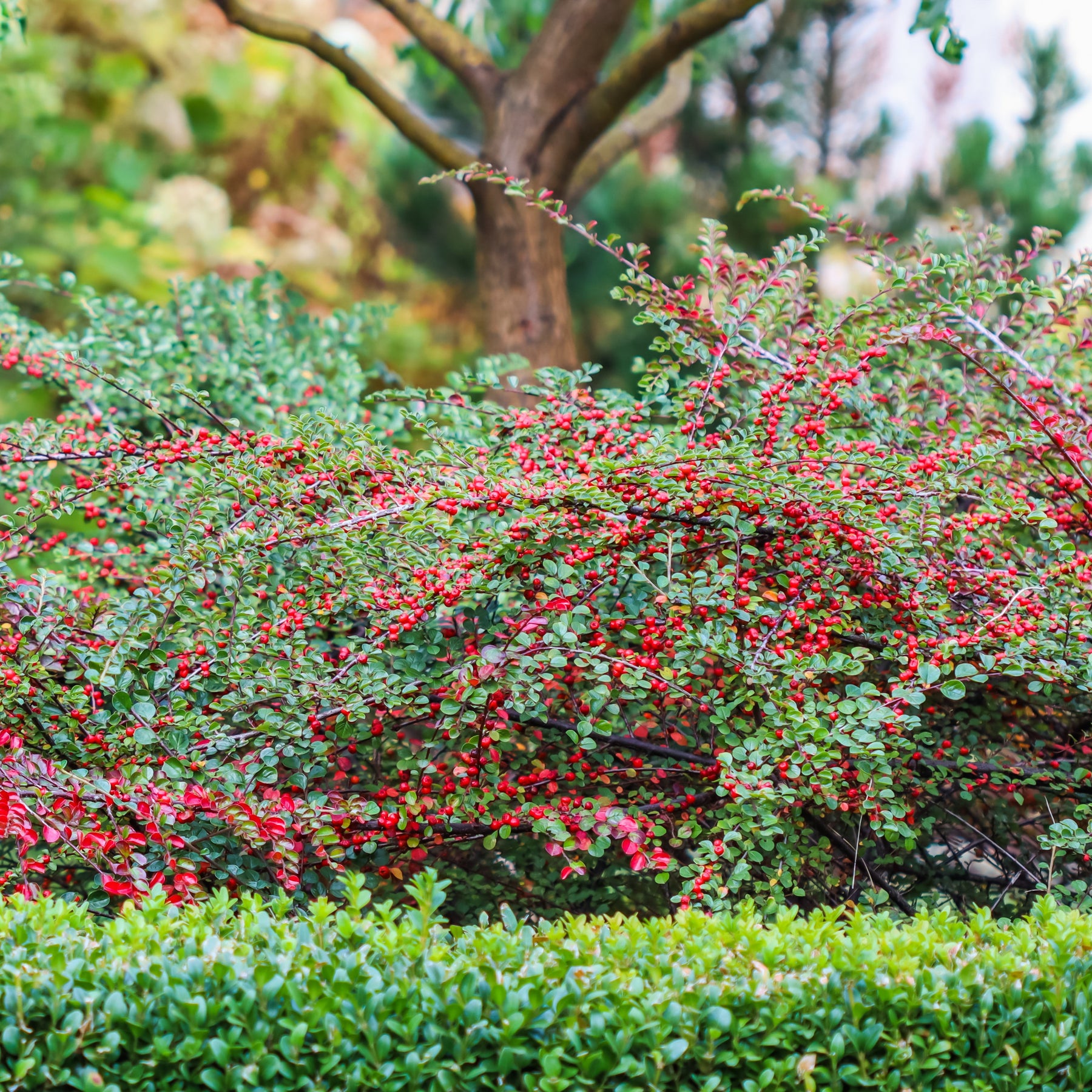 Cotoneaster horizontalis - Fächer-Zwergmispel - Bodendecker