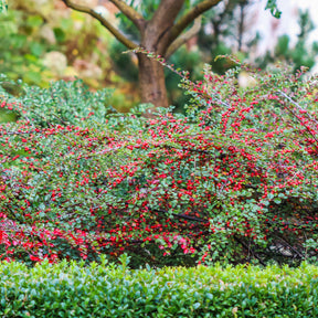 Cotoneaster horizontalis - Fächer-Zwergmispel - Bodendecker