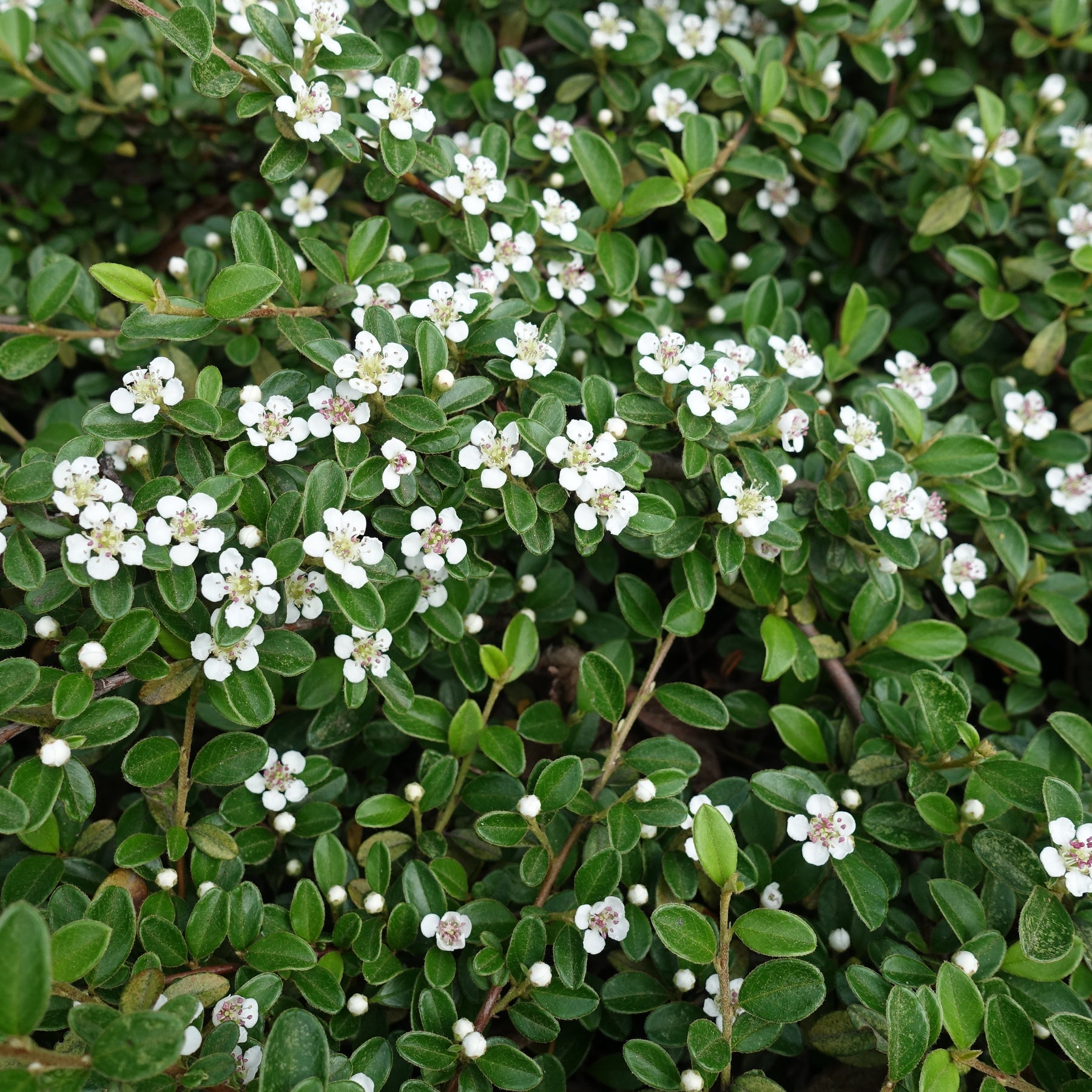 Fächer-Zwergmispel - Cotoneaster horizontalis - Willemse