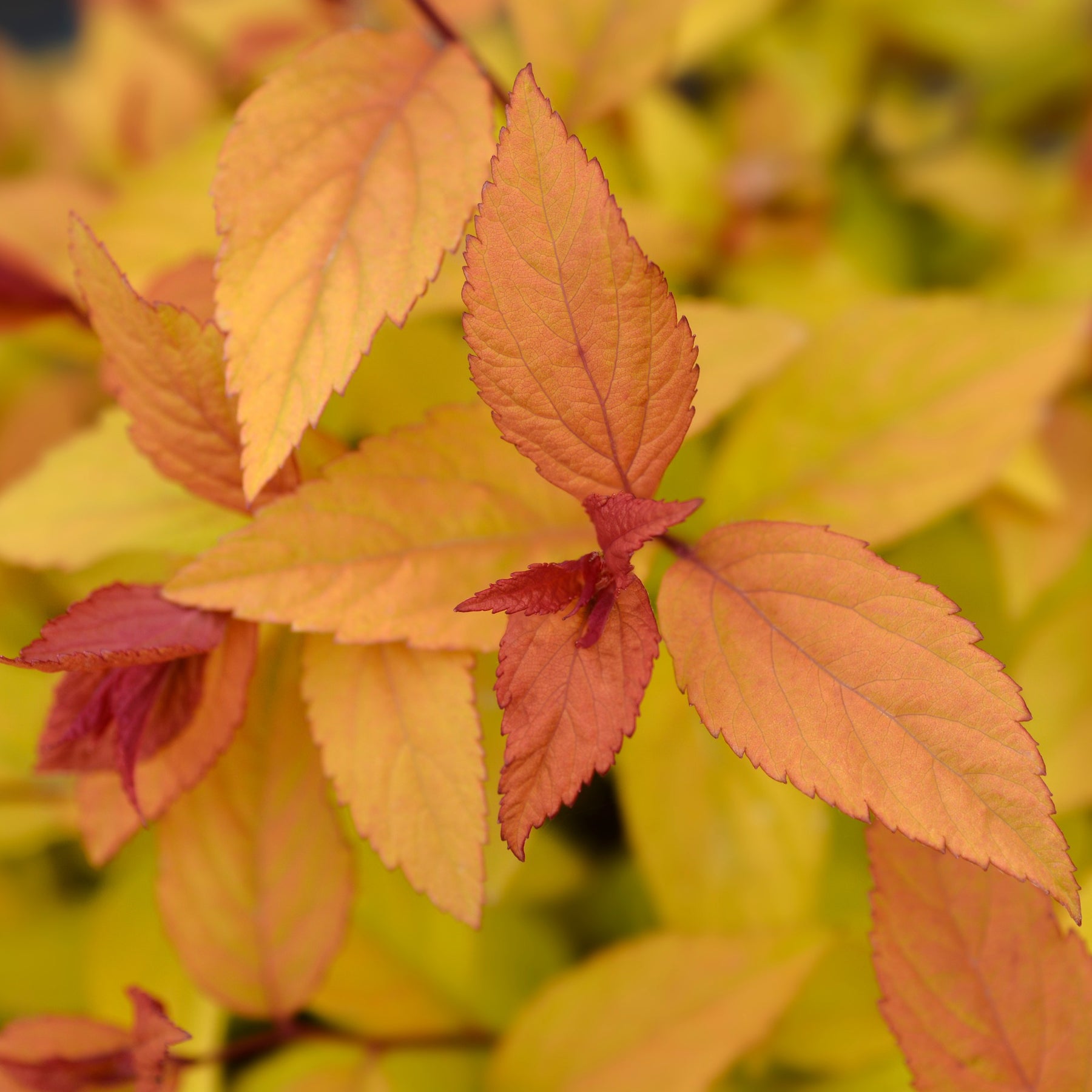 Spiraea - Japanischer Spierstrauch Firelight - Spiraea japonica Firelight