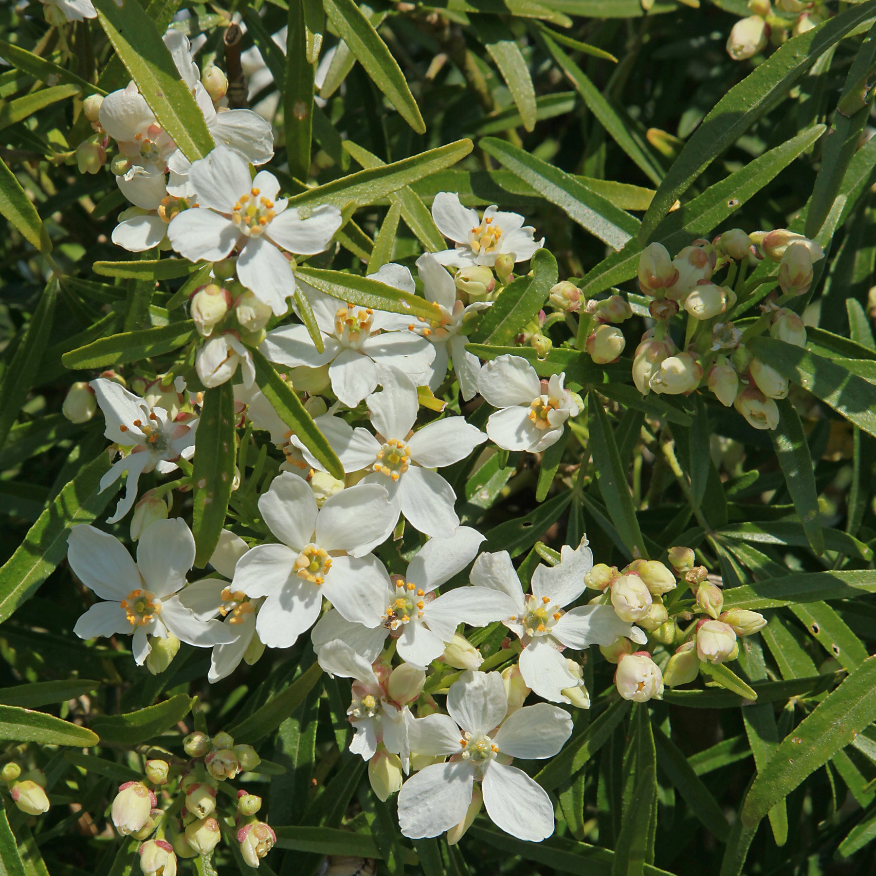 Orangenblume White Dazzler ® - Choisya ternata White Dazzler ® - Willemse