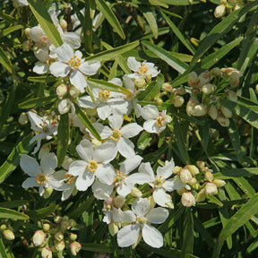 Orangenblume White Dazzler ® - Choisya ternata White Dazzler ® - Willemse