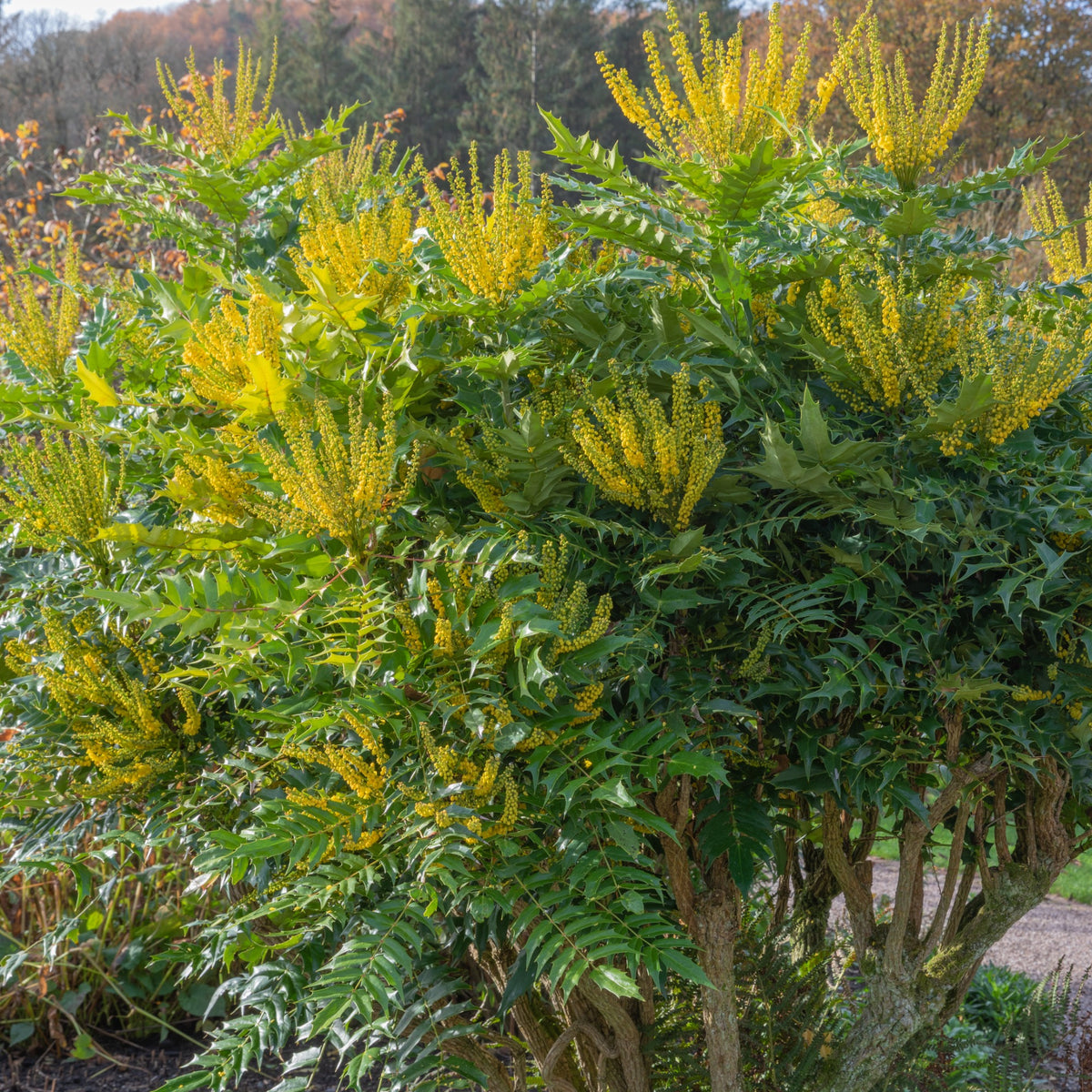 Mahonie Winter Sun - Mahonia media 'winter sun' - Willemse