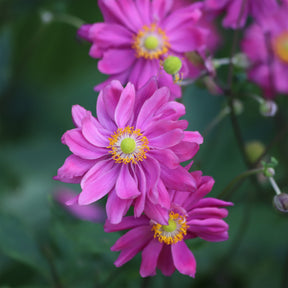 Herbst-Anemone - Willemse