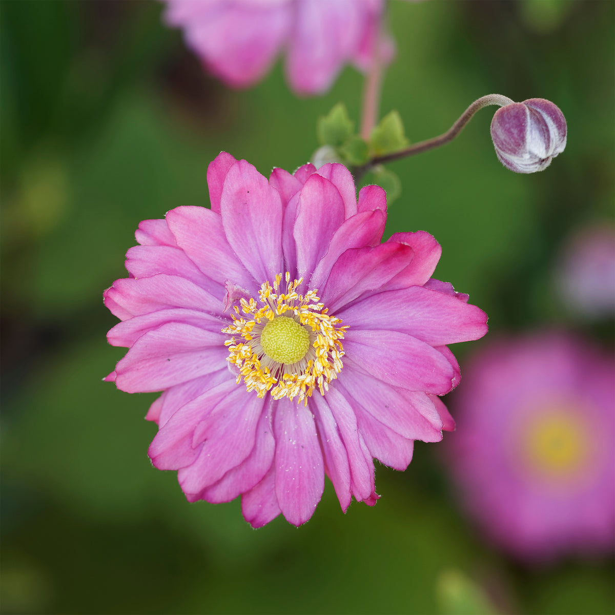 Herbst-Anemone - Anemone hybrida 'pamina' - Willemse