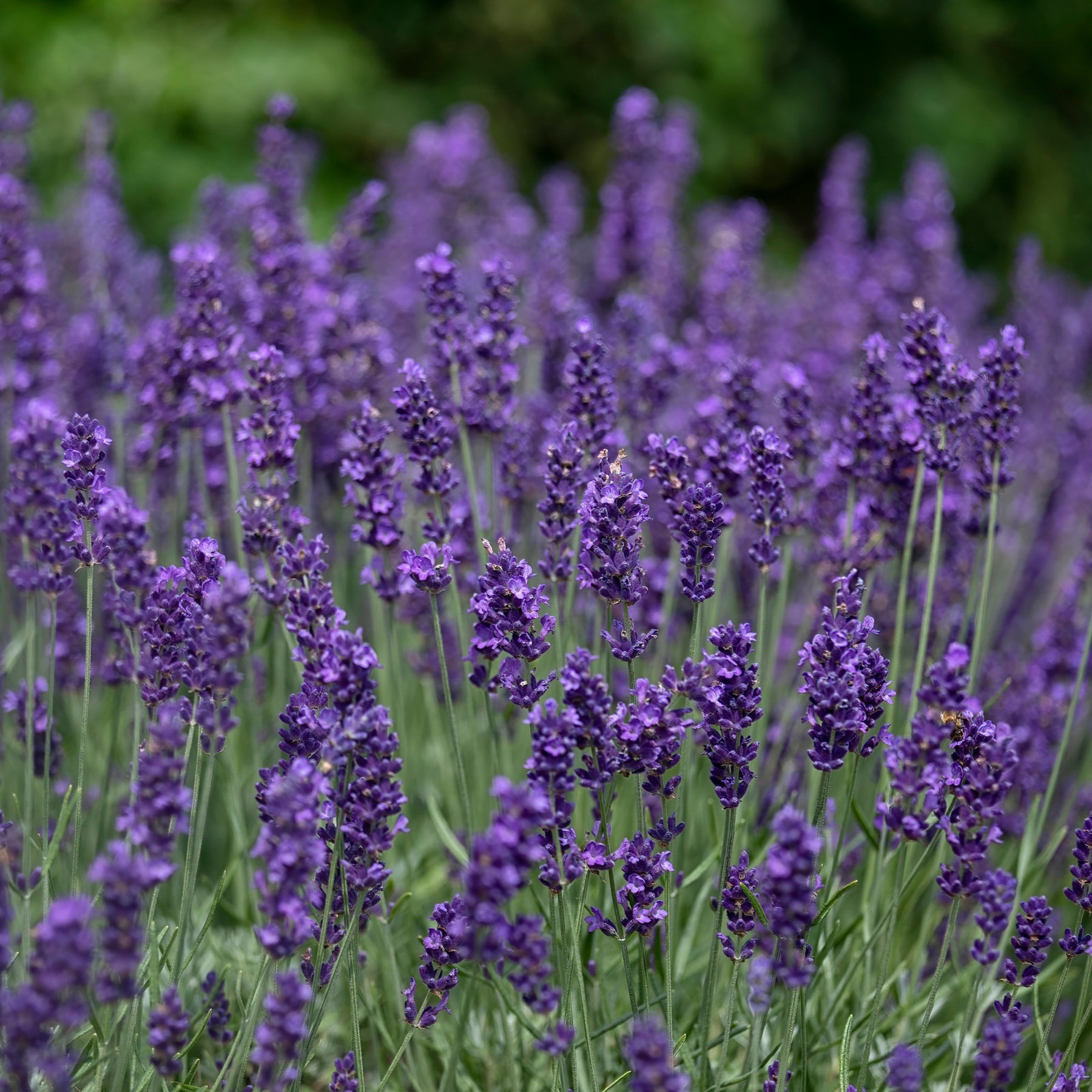 Lavandula angustifolia Hidcote - Echter Lavendel 'Hidcote' - Lavendel