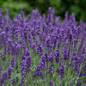Lavandula angustifolia Hidcote - Echter Lavendel 'Hidcote' - Lavendel