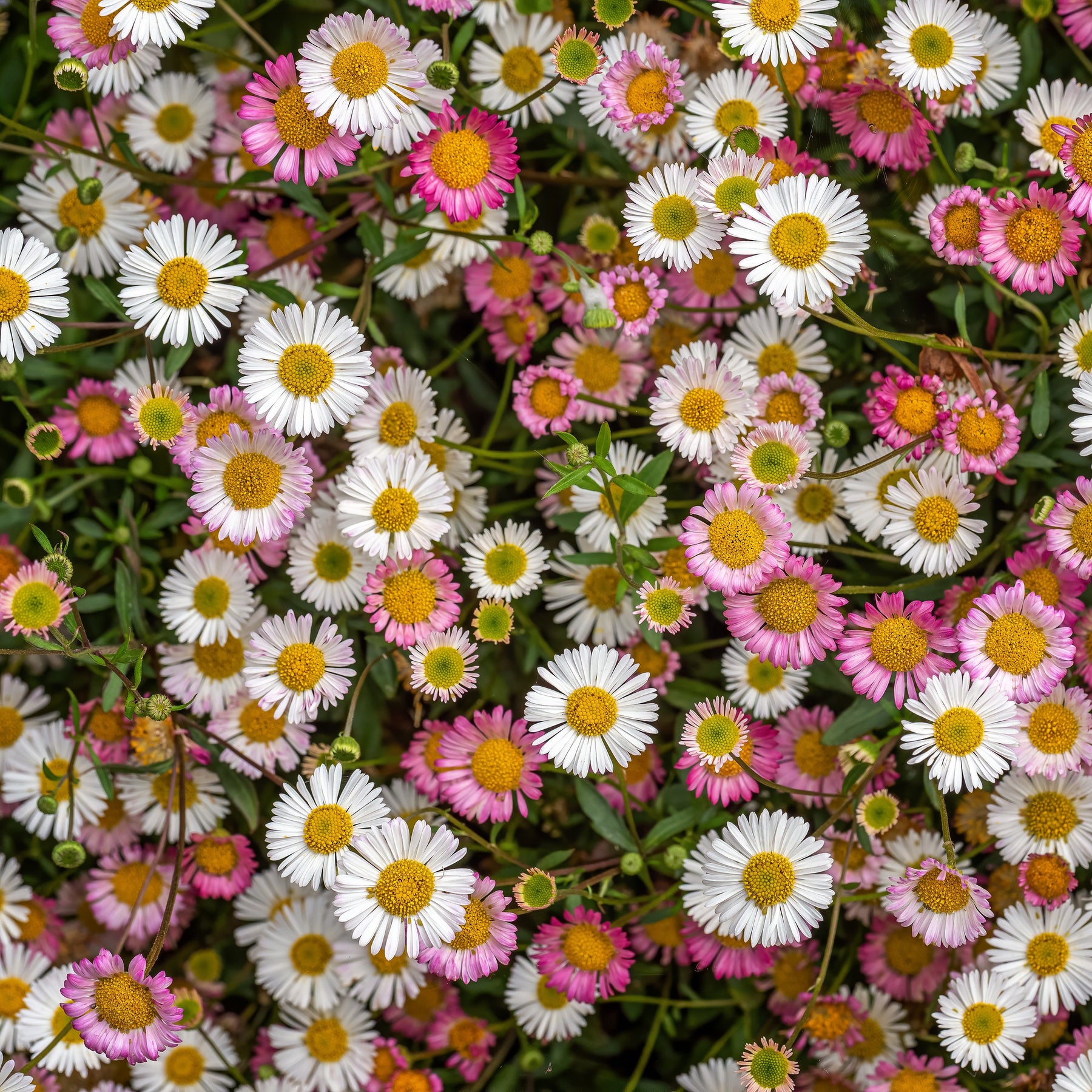 Spanisches Gänseblümchen Profusion - Willemse